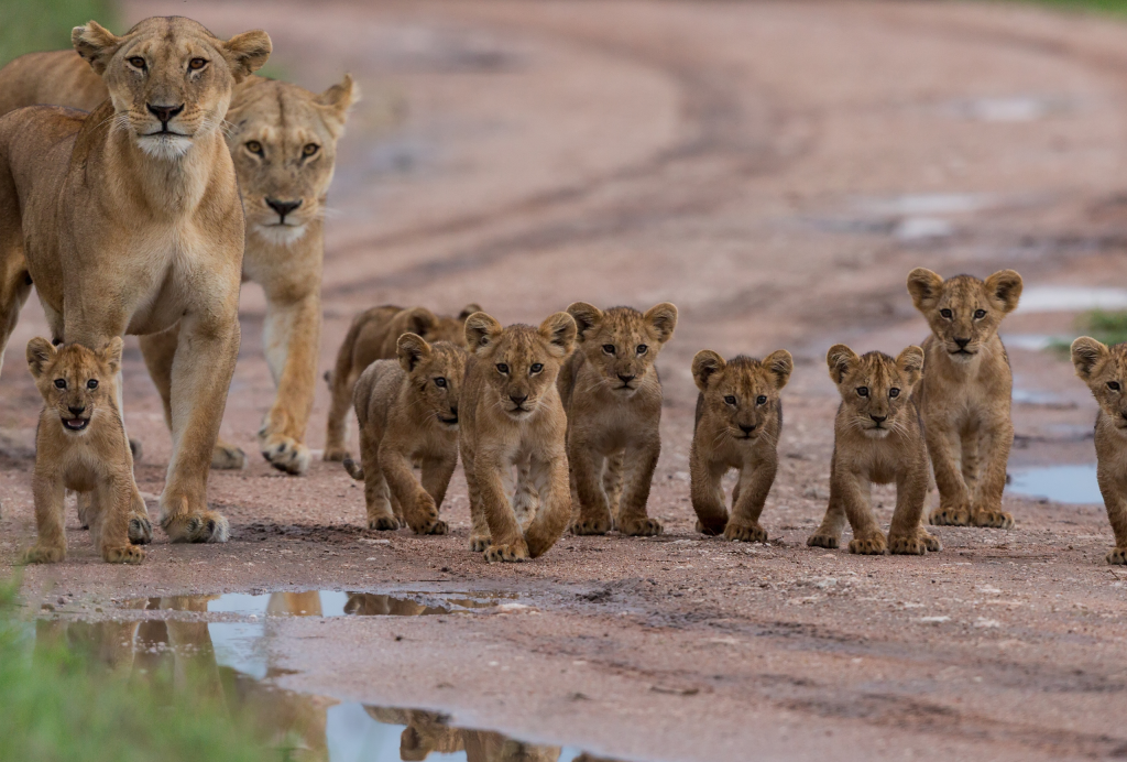 פסח בספארי של קניה