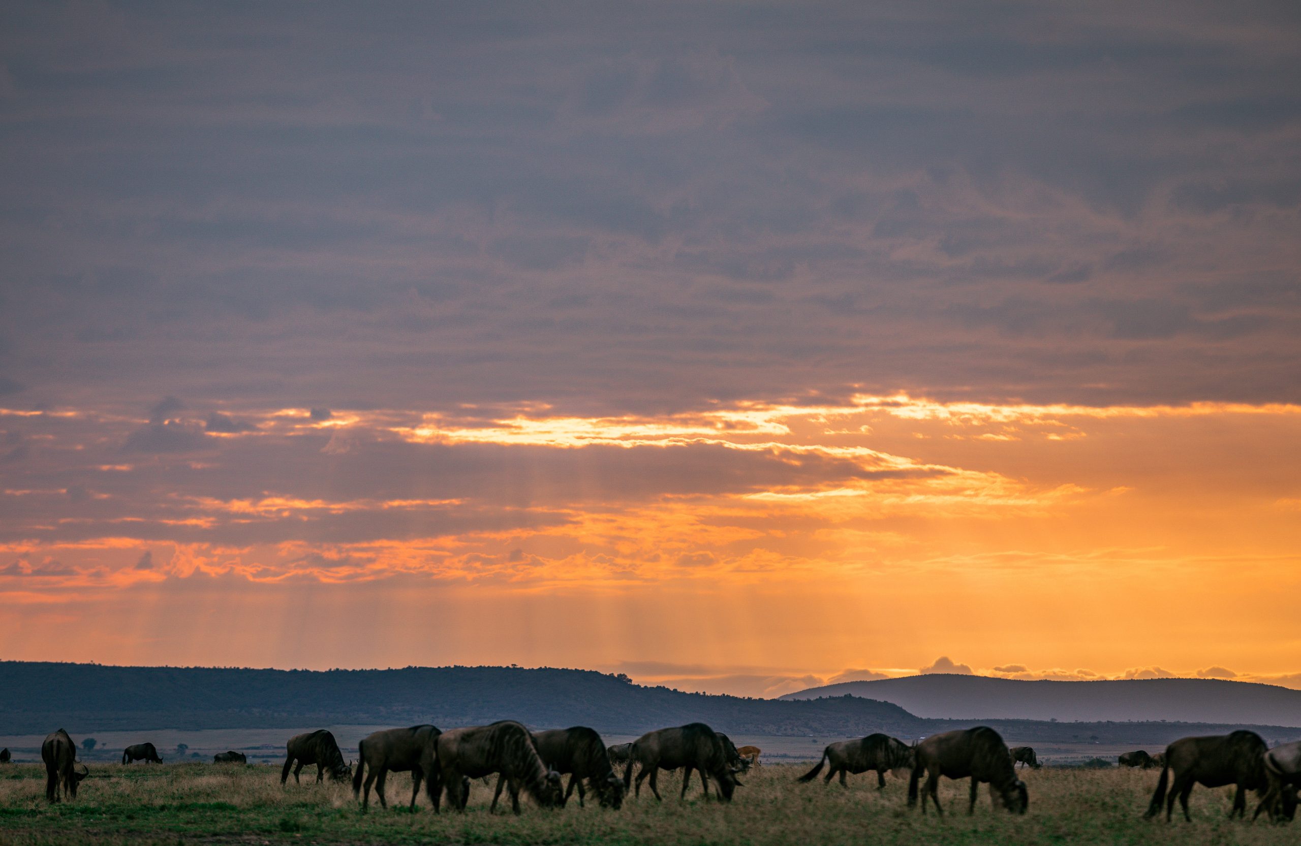 Sunset Sunrise Dramatic Clouds Rainy Wildlife Animals Savannah Grassland Wilderness Maasai Mara National Game Reserve Park Narok County Kenya East Africa Great Rift Valley Landscapes